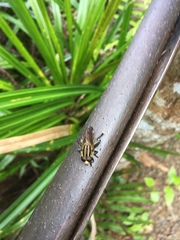 Orthoprosopa bilineata