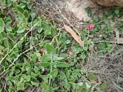 Carpobrotus glaucescens