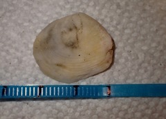 Cumingia californica