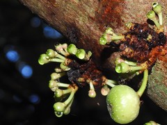 Ficus fistulosa