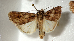 Dichagyris signifera