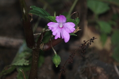 Impatiens pulcherrima