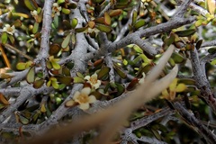 Pittosporum anomalum