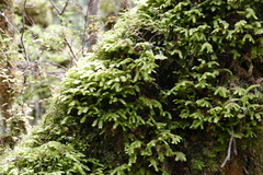 Schistochila nobilis