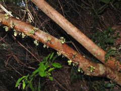 Ficus fistulosa
