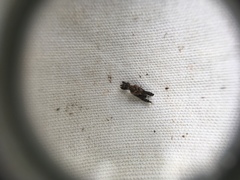 Stephanorhynchus lawsoni