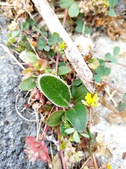 Pachystegia insignis