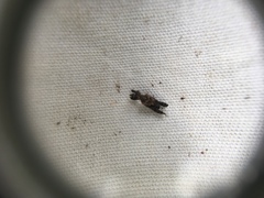 Stephanorhynchus lawsoni