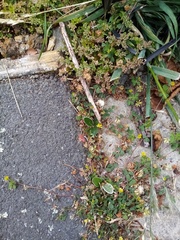 Pachystegia insignis