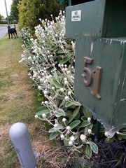Pachystegia insignis