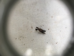 Stephanorhynchus lawsoni