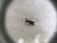 Stephanorhynchus lawsoni