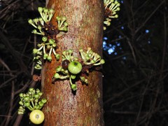 Ficus fistulosa