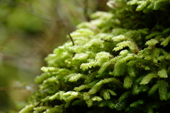 Schistochila nobilis