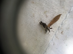 Stephanorhynchus lawsoni