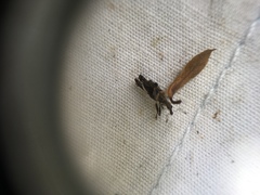 Stephanorhynchus lawsoni