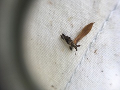 Stephanorhynchus lawsoni