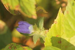 Cynarospermum asperrimum