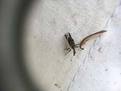 Stephanorhynchus lawsoni