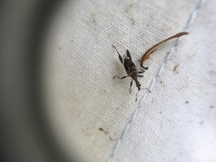 Stephanorhynchus lawsoni