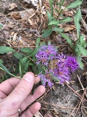 Vernonia texana
