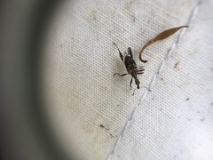 Stephanorhynchus lawsoni