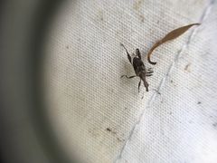 Stephanorhynchus lawsoni