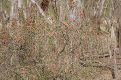 Melaleuca wimmerensis