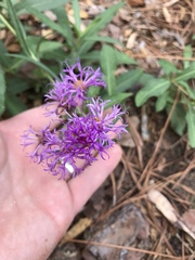 Vernonia texana