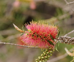 Melaleuca wimmerensis