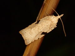 Leucotenes coprosmae