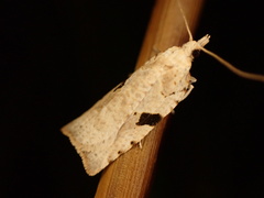 Leucotenes coprosmae