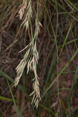 Festuca flavescens