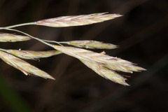 Festuca flavescens