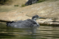 Ardea cinerea