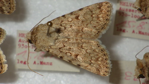 Agrotide valaisanne (L')