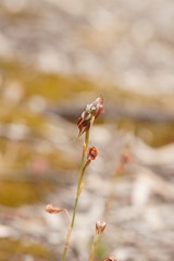 Pterostylis cheraphila