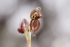 Pterostylis cheraphila