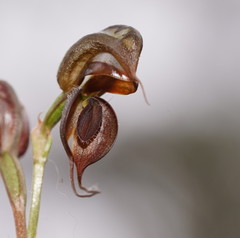 Pterostylis cheraphila