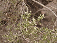 Melaleuca halmaturorum