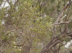 Melaleuca halmaturorum