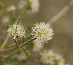 Melaleuca halmaturorum
