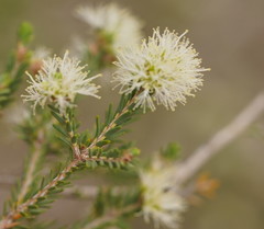 Melaleuca halmaturorum