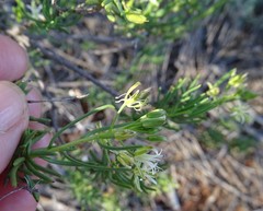Lepidium leptopetalum