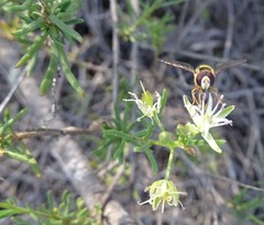 Lepidium leptopetalum