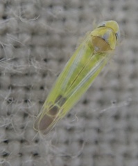 Lindbergina aurovittata