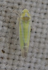 Lindbergina aurovittata