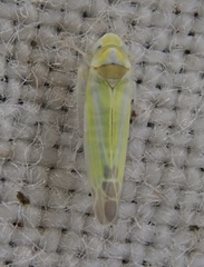 Lindbergina aurovittata