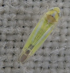 Lindbergina aurovittata