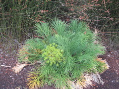 Aciphylla dieffenbachii